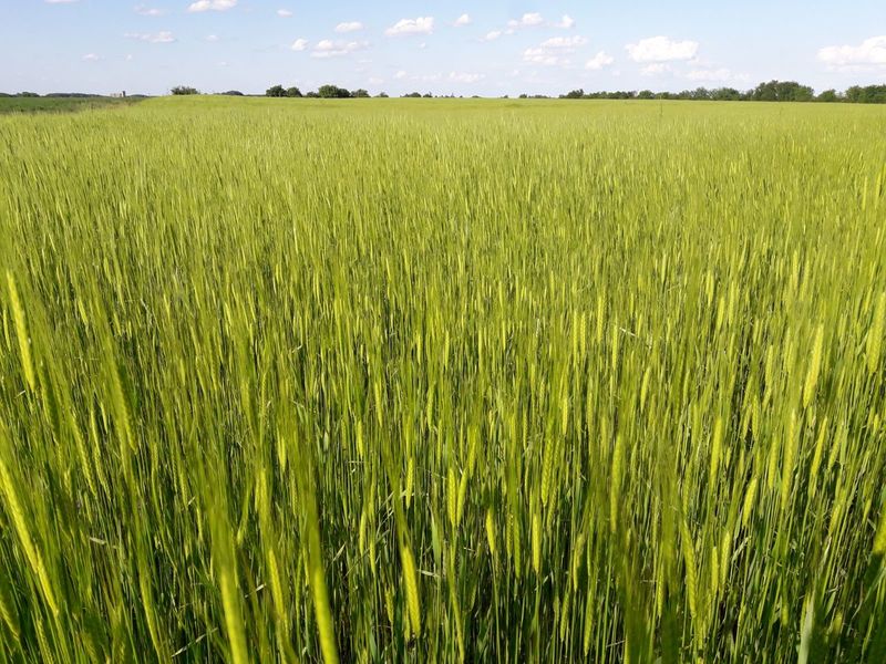Einkorn