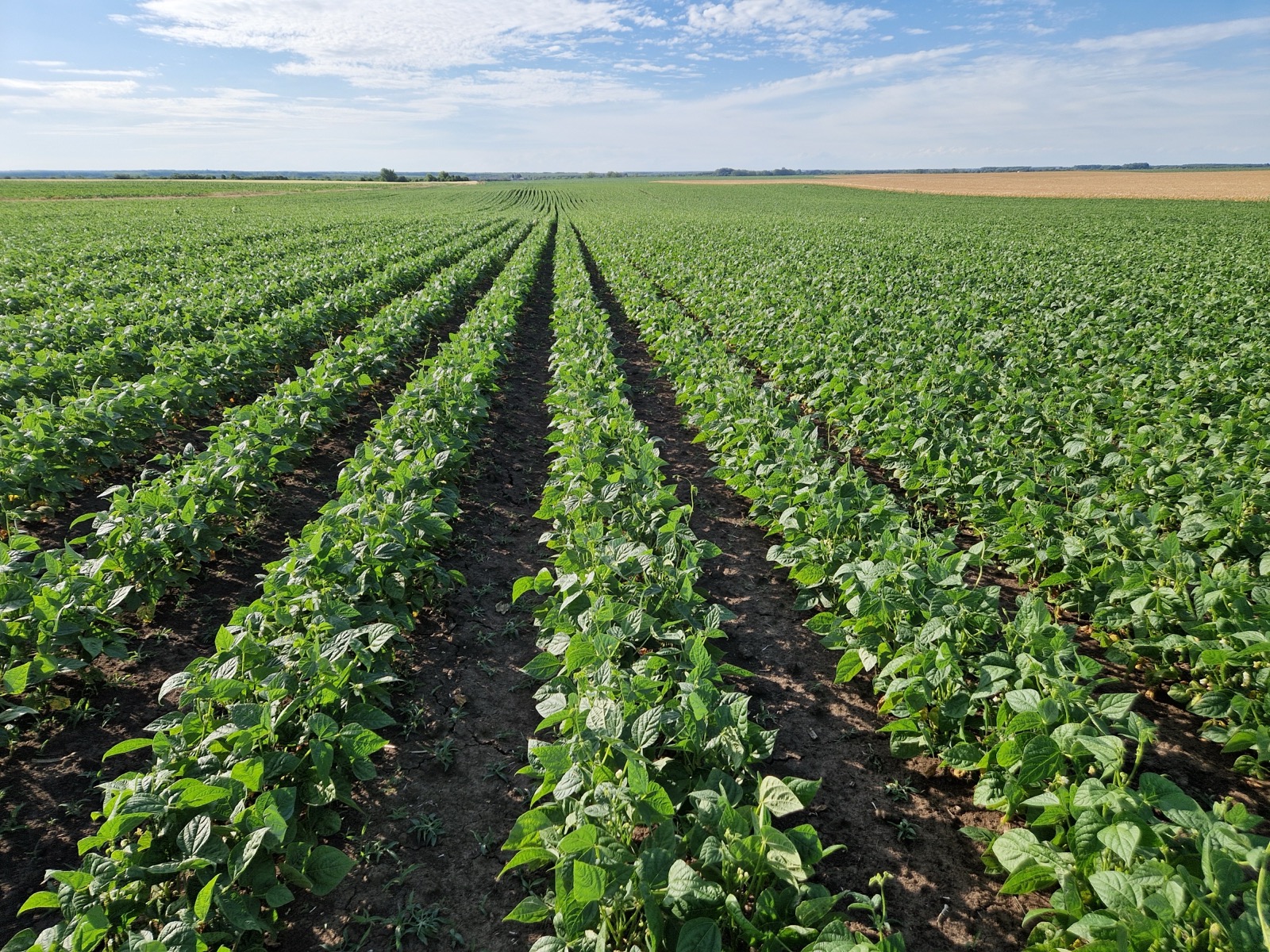 APK Slavey fields
