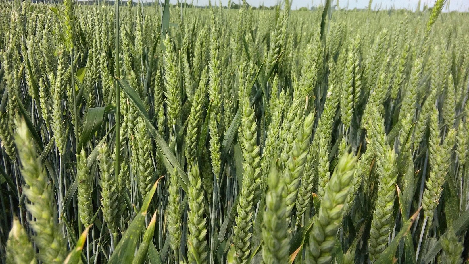 Wheat