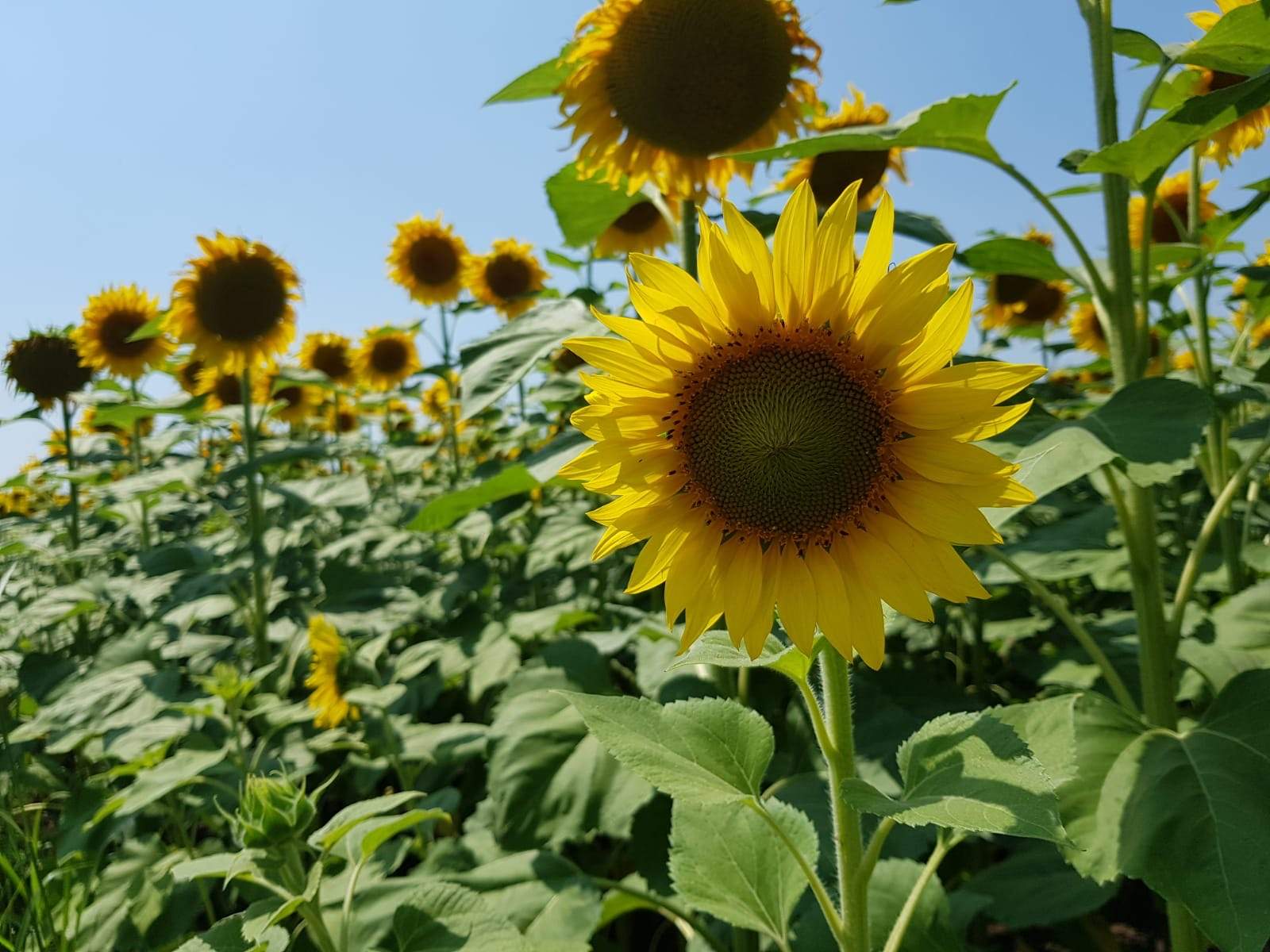 sunflower